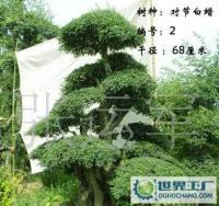 泰安千百卉園林 專(zhuān)業(yè)供應(yīng)各類(lèi)綠化苗木，打造綠色生態(tài)家園