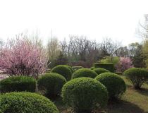 自家苗圃低價(jià)批發(fā)紅葉石楠球，優(yōu)質(zhì)綠化工程景觀苗木盆栽，成活率高——瀏陽市柏加鎮(zhèn)文凱苗圃產(chǎn)品推薦