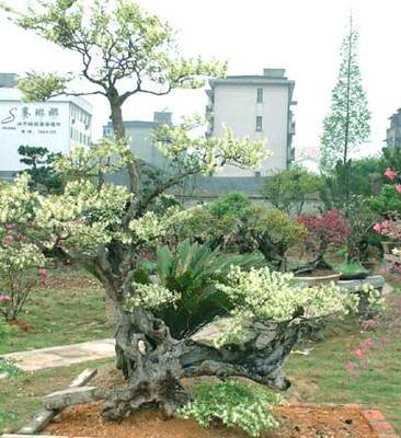 繼木之美 金華綠聯(lián)園林的匠心與品質(zhì)