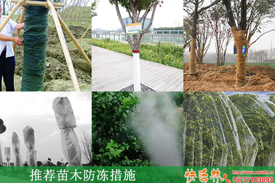 冬季園林綠化防寒指南 常用物資與苗木養(yǎng)護策略